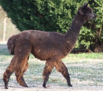 Alpaca For Sale - AO Misbehaven at Circle C Alpacas